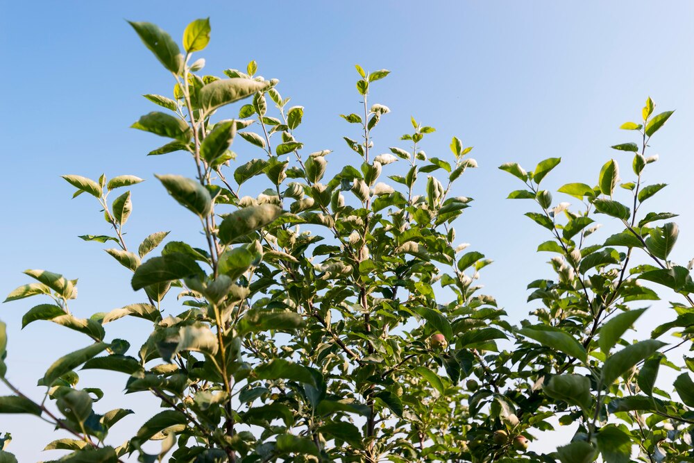 Why is My Lemon Tree Not Flowering?