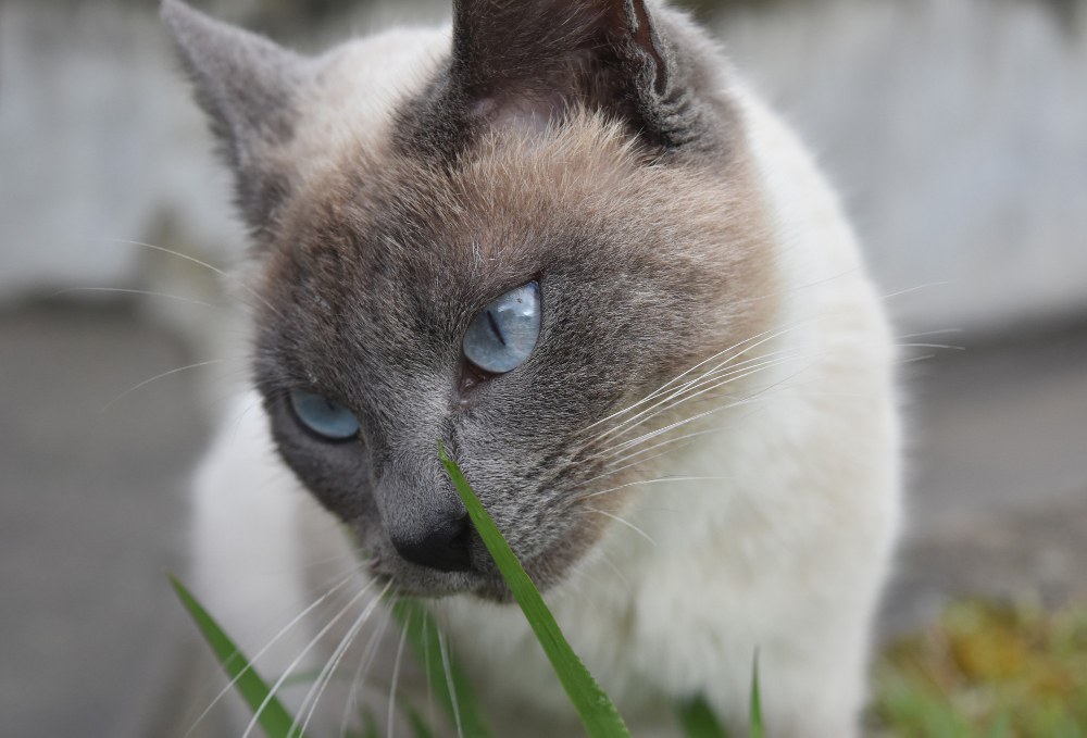 Why Are My Cat's Eyes Dilated