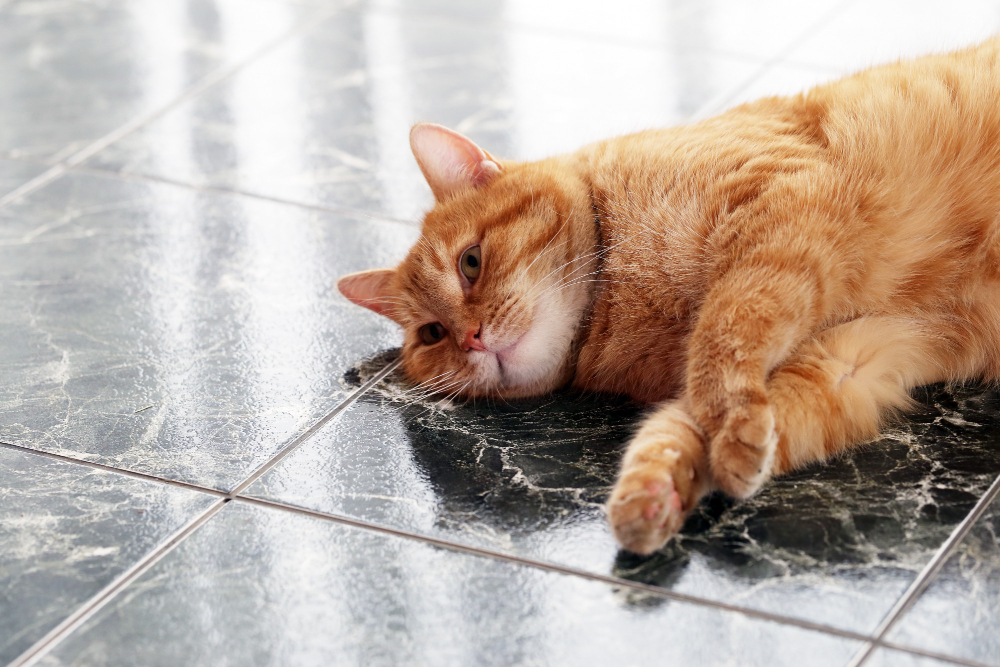 Possible Causes of Cat Vomiting
