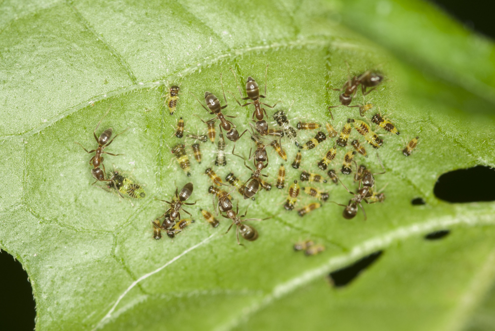 Why Are Gnats in My Plants