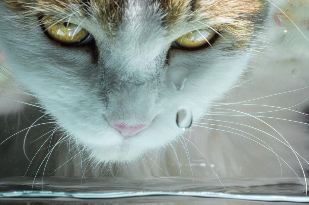 cat's watery eyes