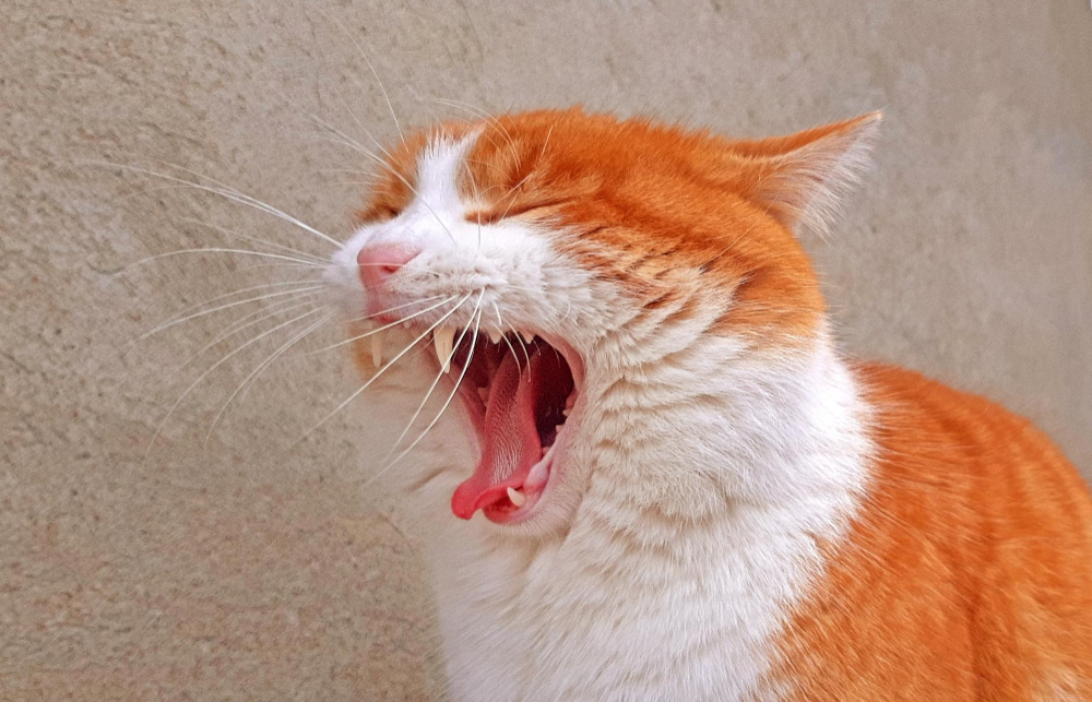 Cats Excessive Sneezing