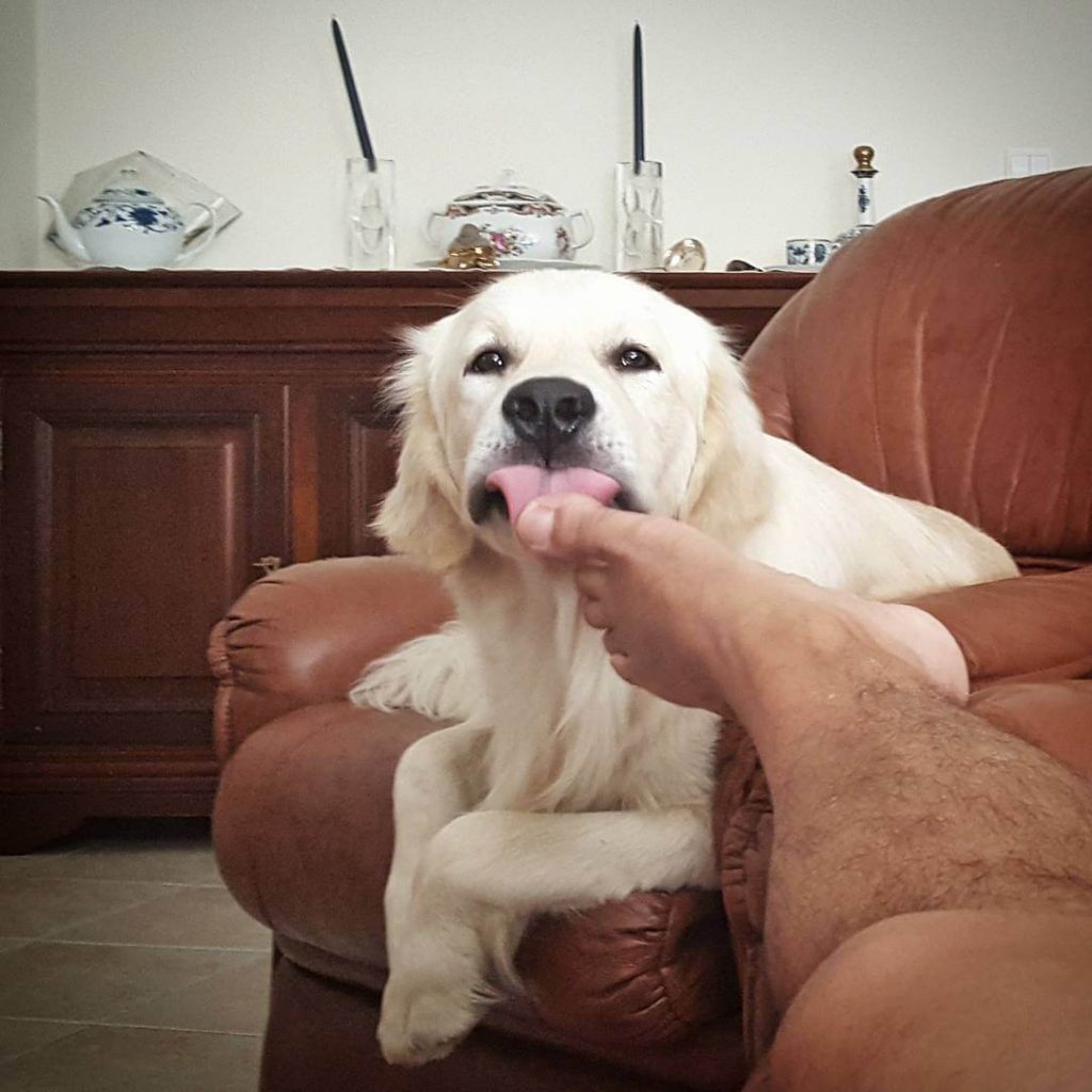 Dog Lick My Feet