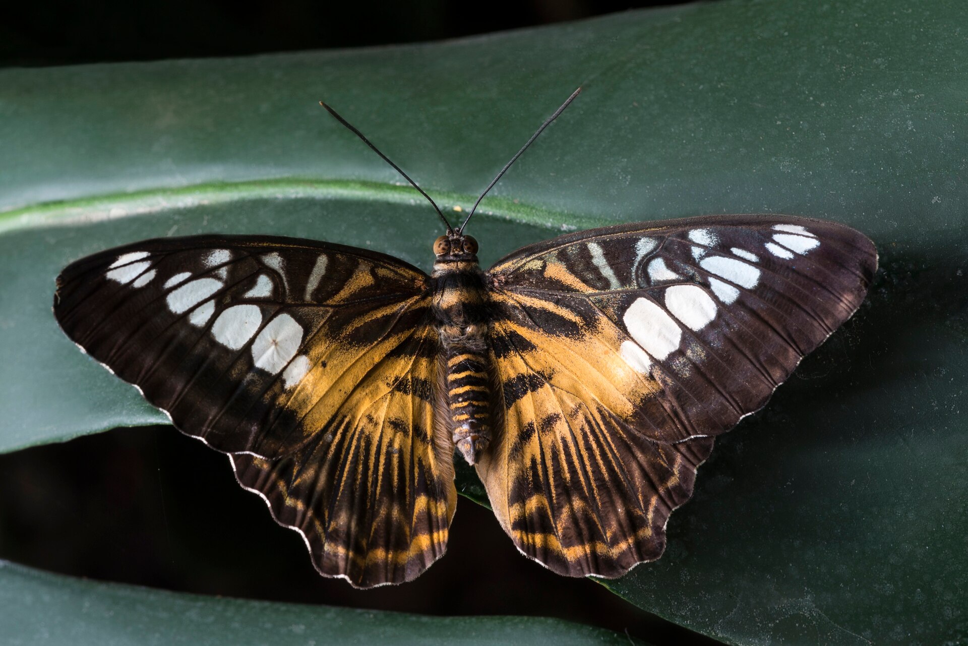 Symbolism of a Black and Yellow Butterfly