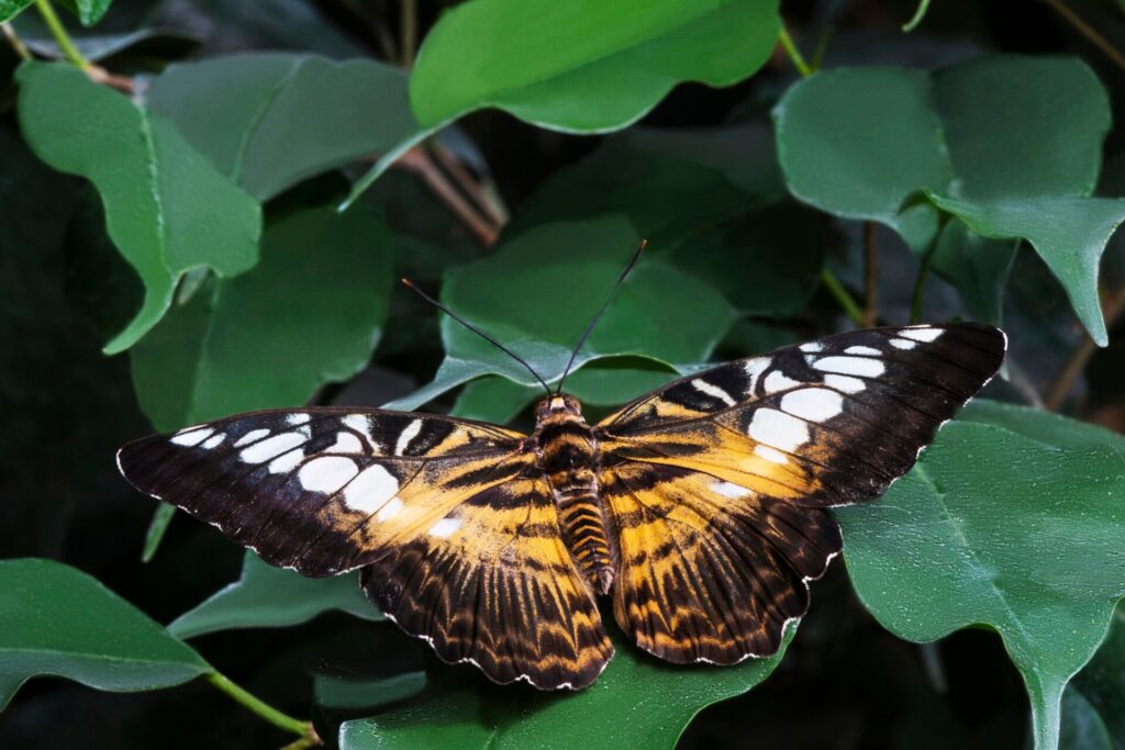 Symbolism of a Black and Yellow Butterfly