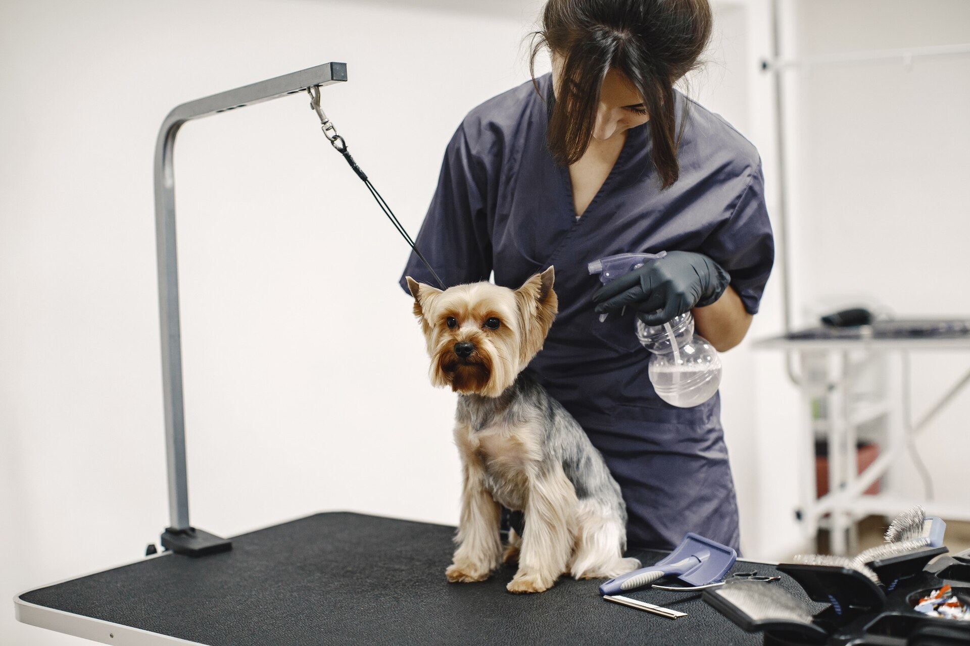 Top Dog Grooming Services